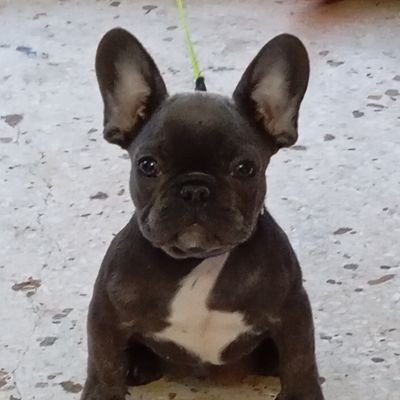 esmieporos's profile picture