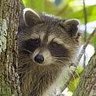 Trash Panda🇺🇲's profile picture