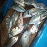 Pache Tanah 的头像