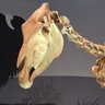 TheUngulate's profile picture