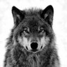 Ulu Kurt's profile picture