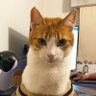 Profilbild von Panchita hanım