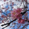 Фото профиля 青リンゴラブ