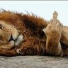 المدير's profile picture