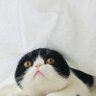 Brionna Shawnequa's profile picture