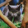 Dagny Addy profil fotoğrafı