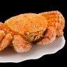 吉田🦀🥃 的头像