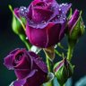 𝑽𝒐𝒊𝒄𝒆 𝑶𝒇 𝑻𝒓𝒖𝒕𝒉❣ صدای حق's profile picture