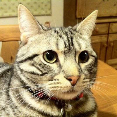 Kto.(けーと)'s profile picture