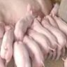 粤猴卖猪仔 的头像