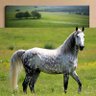 ابو الرجال profil fotoğrafı