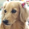 Фото профиля シェリー🐶人間向いてない