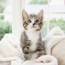 Gorgie Bucher profil fotoğrafı