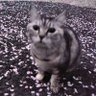 t yu(ゆう)'s profile picture