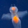 Profilbild von ただの芸術中毒者🎣☔️🐬🌟🚀