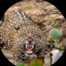 Salem's profile picture