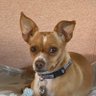 ChrisInVenice #AdoptDon’tShop's profile picture