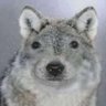 WolfThrasher69's profile picture