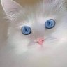 Profilbild von Şirince