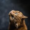 Фото профиля Megan Givens