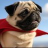 When Pugs Fly's profile picture