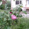 Kedisiz_olmaz profil fotoğrafı