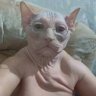 Наян profil fotoğrafı