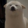 500 Internal Server Error's profile picture