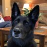 Herman Shepherd's profile picture
