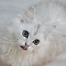 Amy profil fotoğrafı