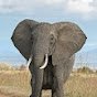 Elephant2025's profile picture