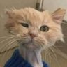 Фото профиля Cat Atonic