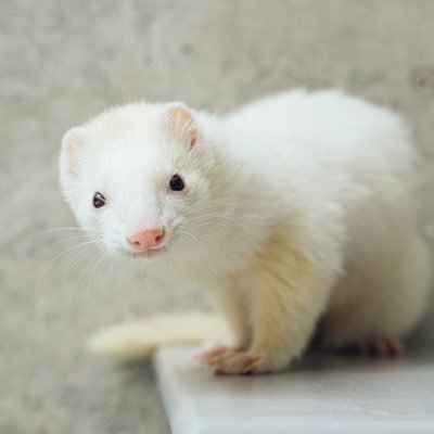 ferret_draco's profile picture