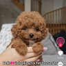 Lillyrosee profil fotoğrafı
