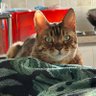 Фото профиля 百萬是只猫
