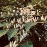 SOYBUNNZ 的头像