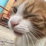 nyan's profile picture