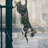 Фото профиля Lannis Craven