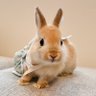 くーちゃん profil fotoğrafı