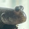 Toby the Mudskipper (トビハゼの人) profil fotoğrafı