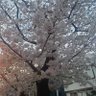こけ 的头像