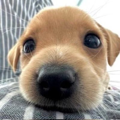 퍼피's profile picture