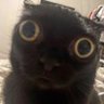 m0dulat0r's profile picture
