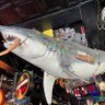 The Seagrape Shark's profile picture