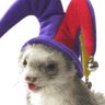 Feral Rat 的头像
