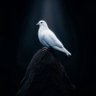 Profilbild von Mira Of Dove