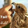 Фото профиля khalid