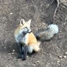 Dan Keitel's profile picture
