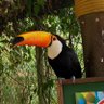 Tucano 的头像