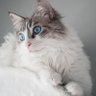 Lucan Kystal profil fotoğrafı